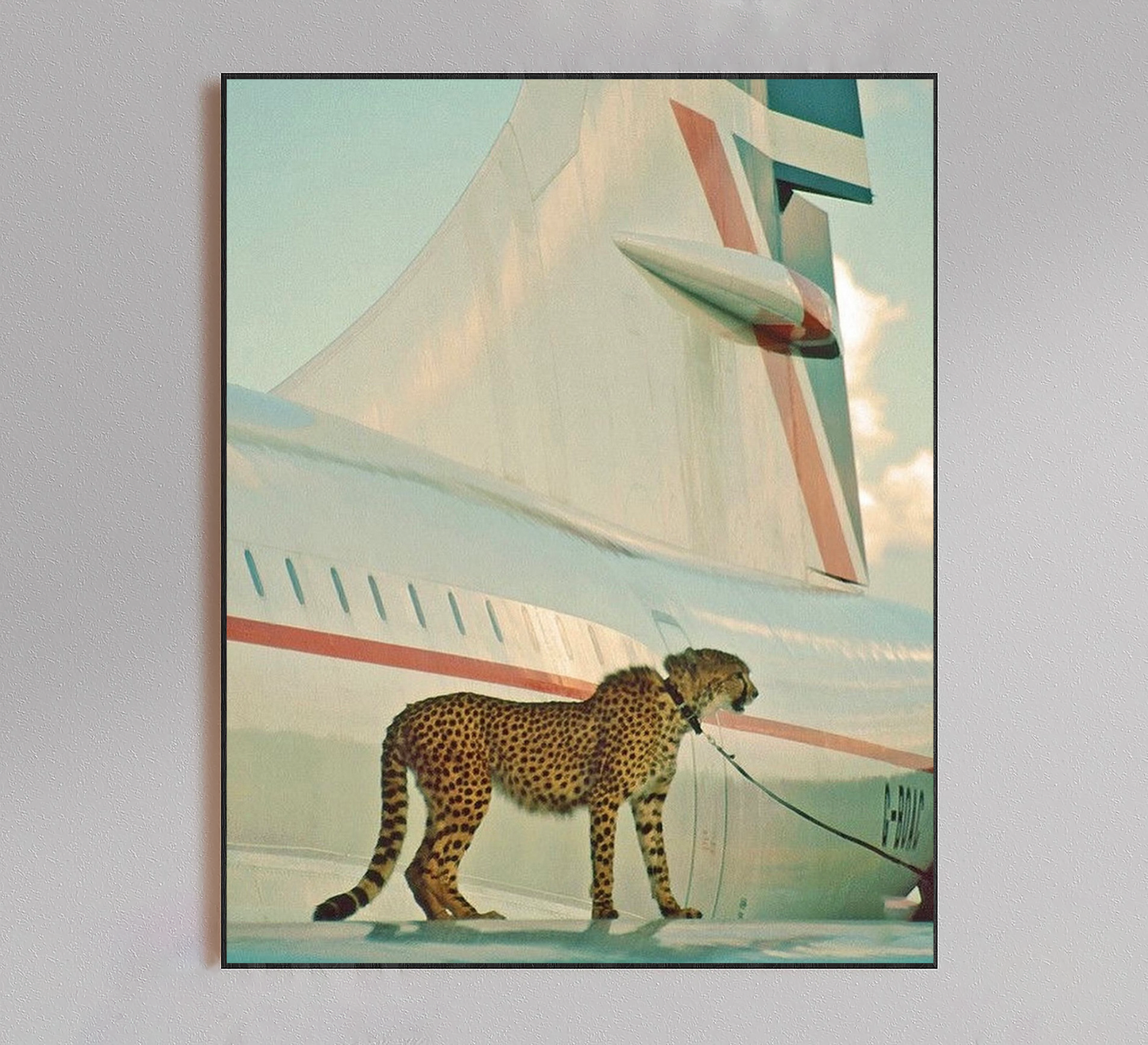 Cheetah on Jet Poster