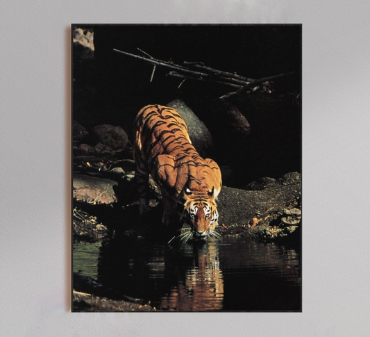 Tiger Drinking Poster