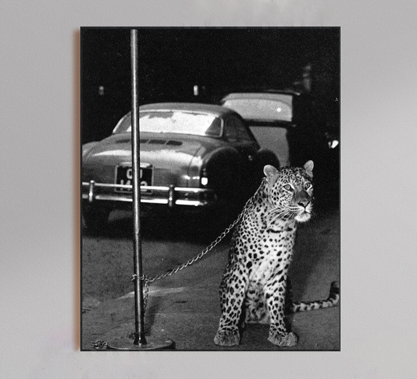 Jaguar Chained to Pole Poster