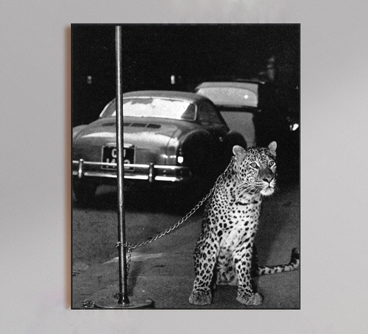 Jaguar Chained to Pole Poster